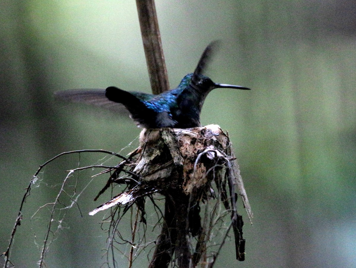 Blue-tailed Emerald - ML46379121