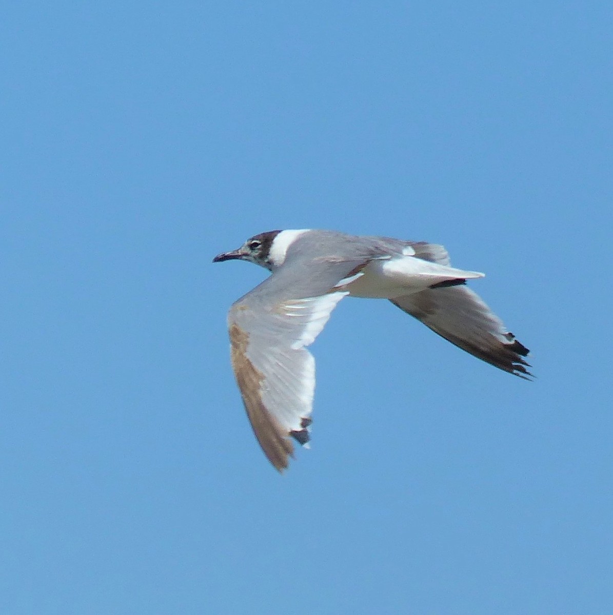 Franklin's Gull - ML463792521