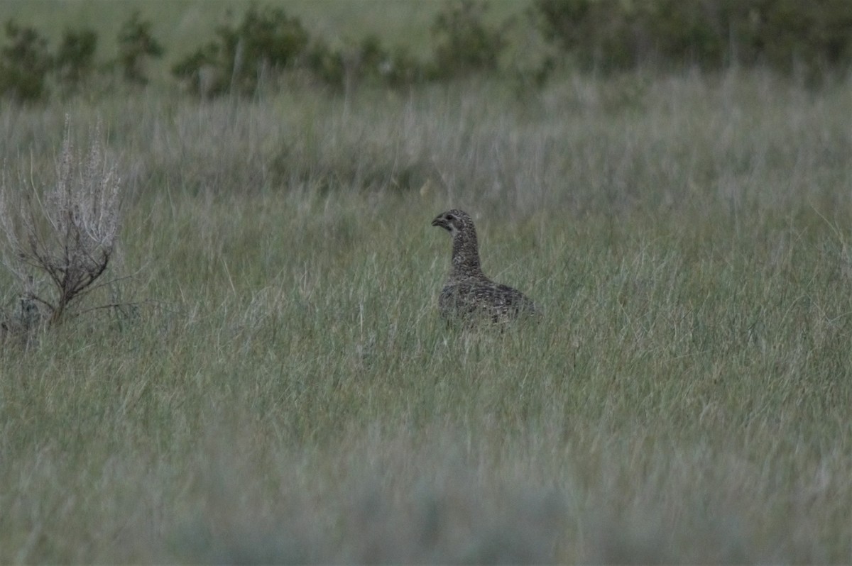 Greater Sage-Grouse - ML463792601