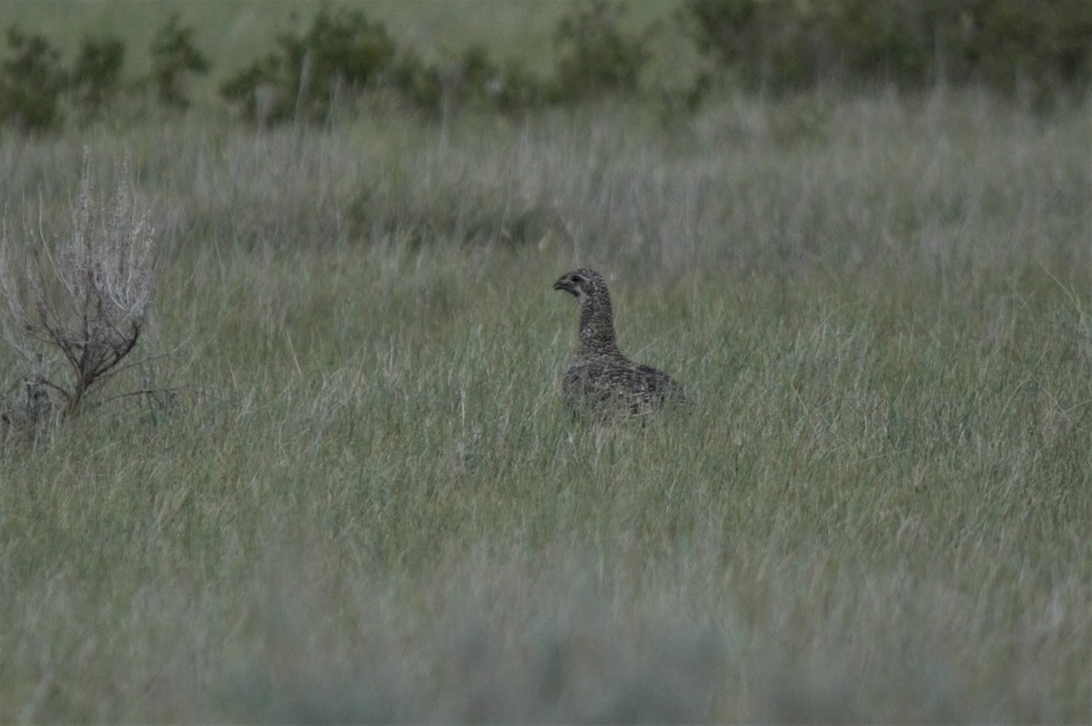 Beifußhuhn - ML463792601