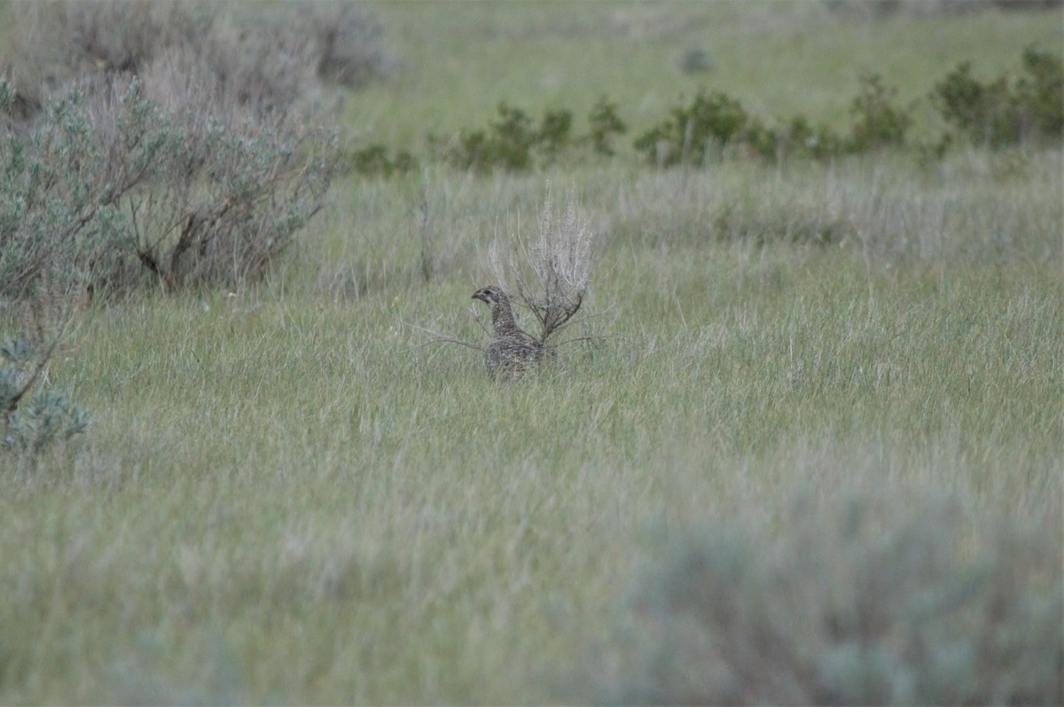 Greater Sage-Grouse - ML463792611