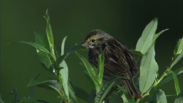 Savannah Sparrow - ML463793