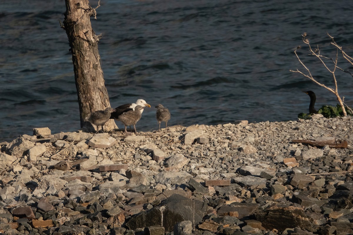 Great Black-backed Gull - ML463793041