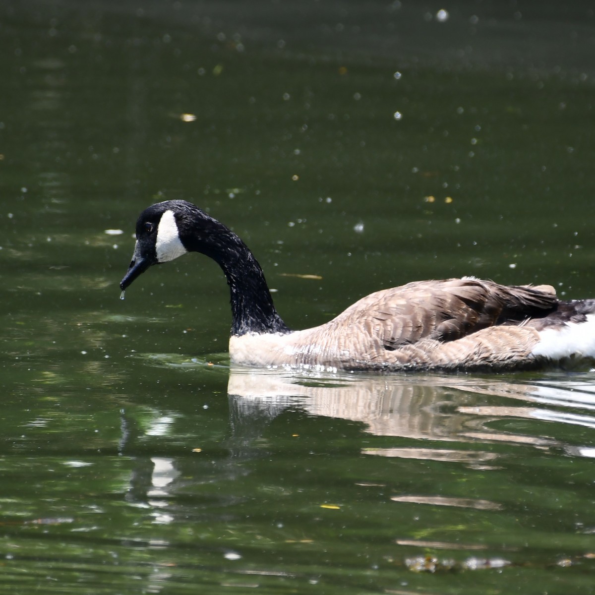 Canada Goose - ML463793171