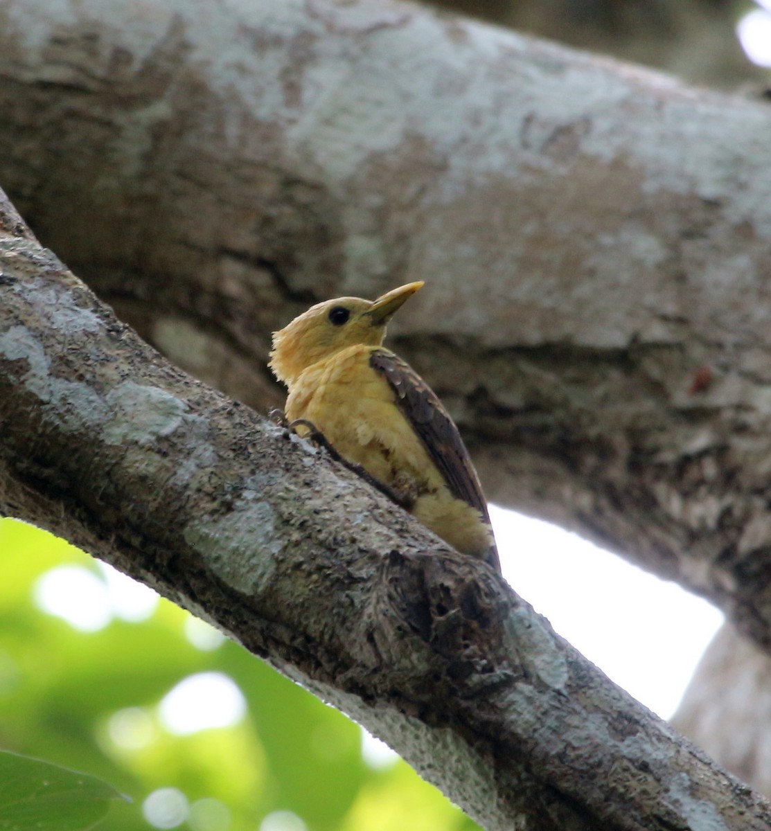 Cream-colored Woodpecker - ML46379321