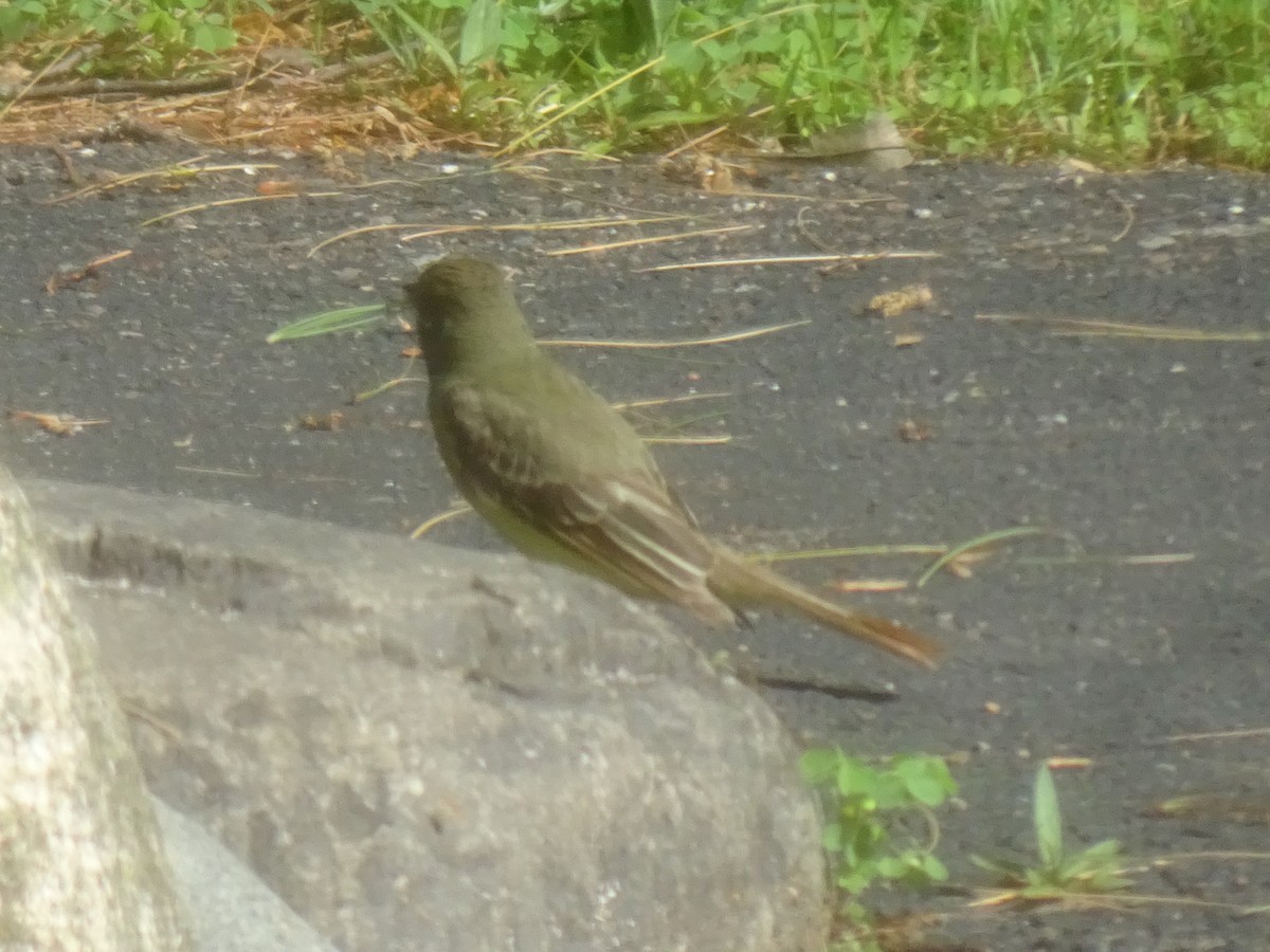 Great Crested Flycatcher - ML463793221