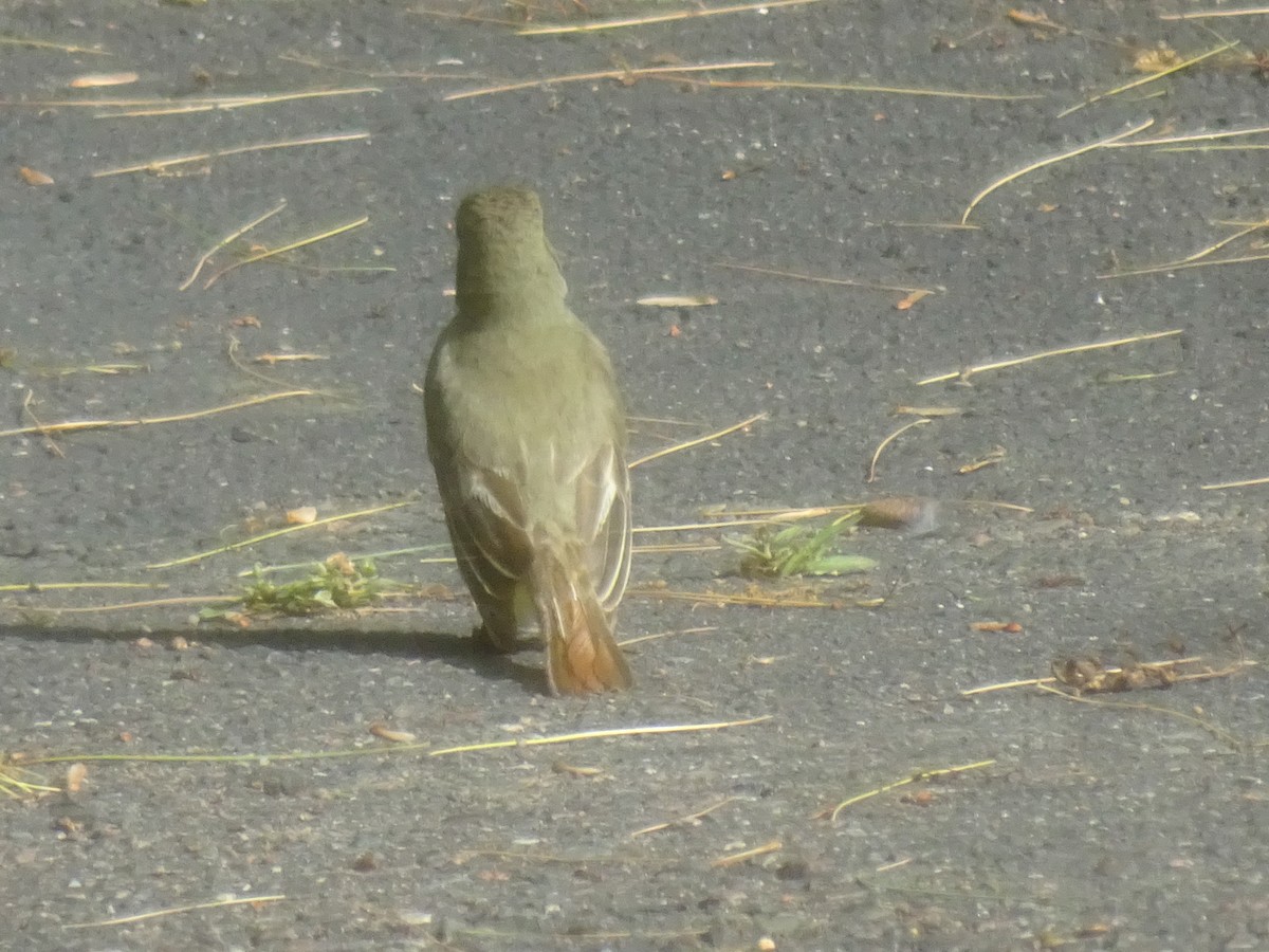 Great Crested Flycatcher - ML463793241