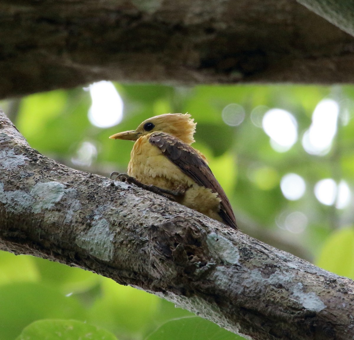 Cream-colored Woodpecker - ML46379371