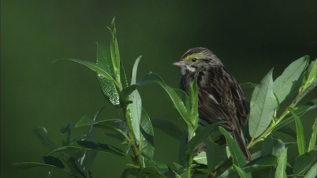 Savannah Sparrow - ML463795