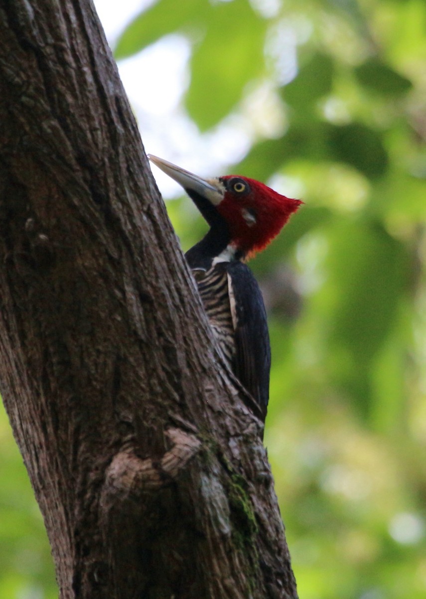 Crimson-crested Woodpecker - ML46379561