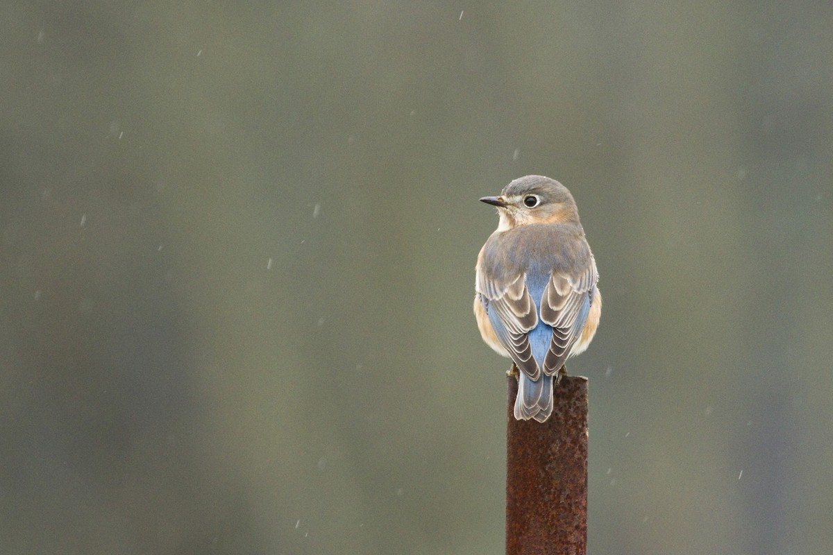 Eastern Bluebird - ML46379571