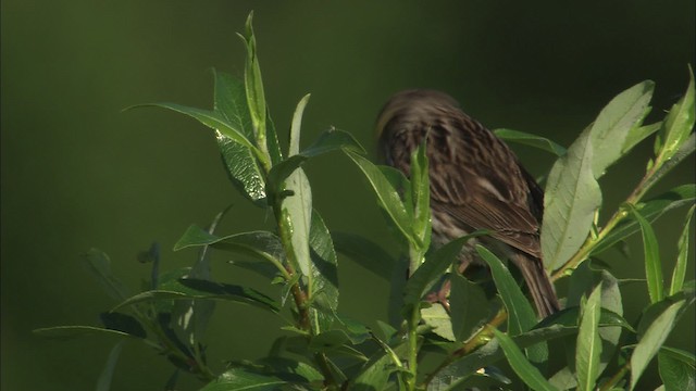 Savannah Sparrow - ML463796