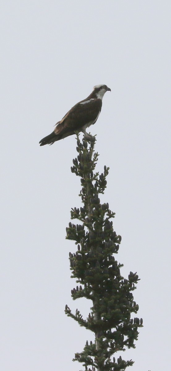 Balbuzard pêcheur - ML463796851