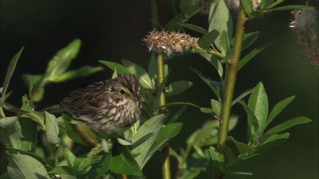 Savannah Sparrow - ML463797