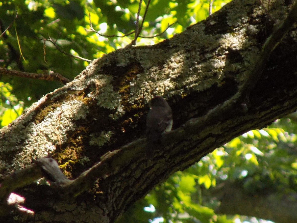 Eastern Wood-Pewee - ML463797091