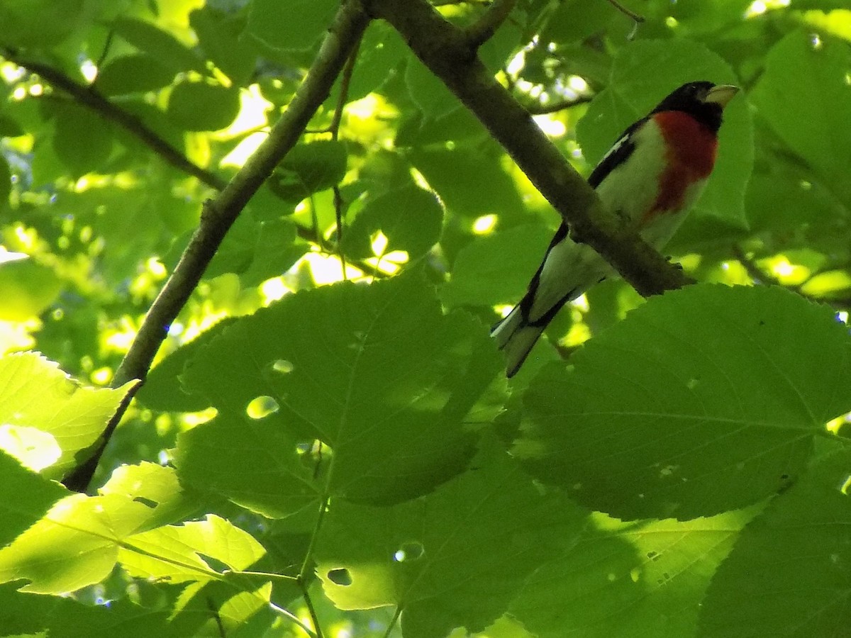 Rose-breasted Grosbeak - ML463797111