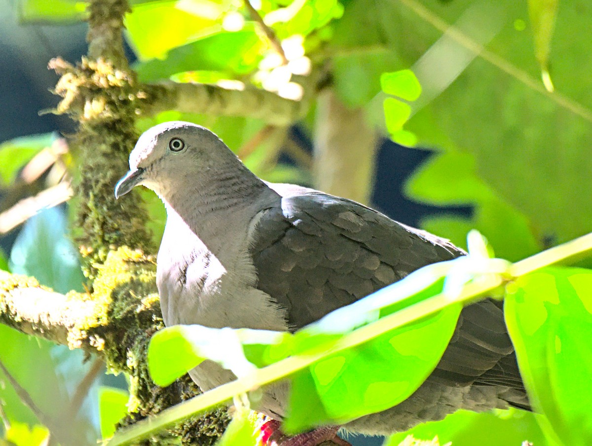 Plumbeous Pigeon - ML463797161