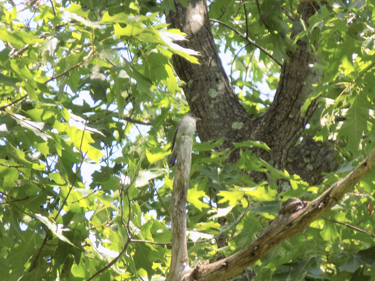 Eastern Wood-Pewee - ML463797301