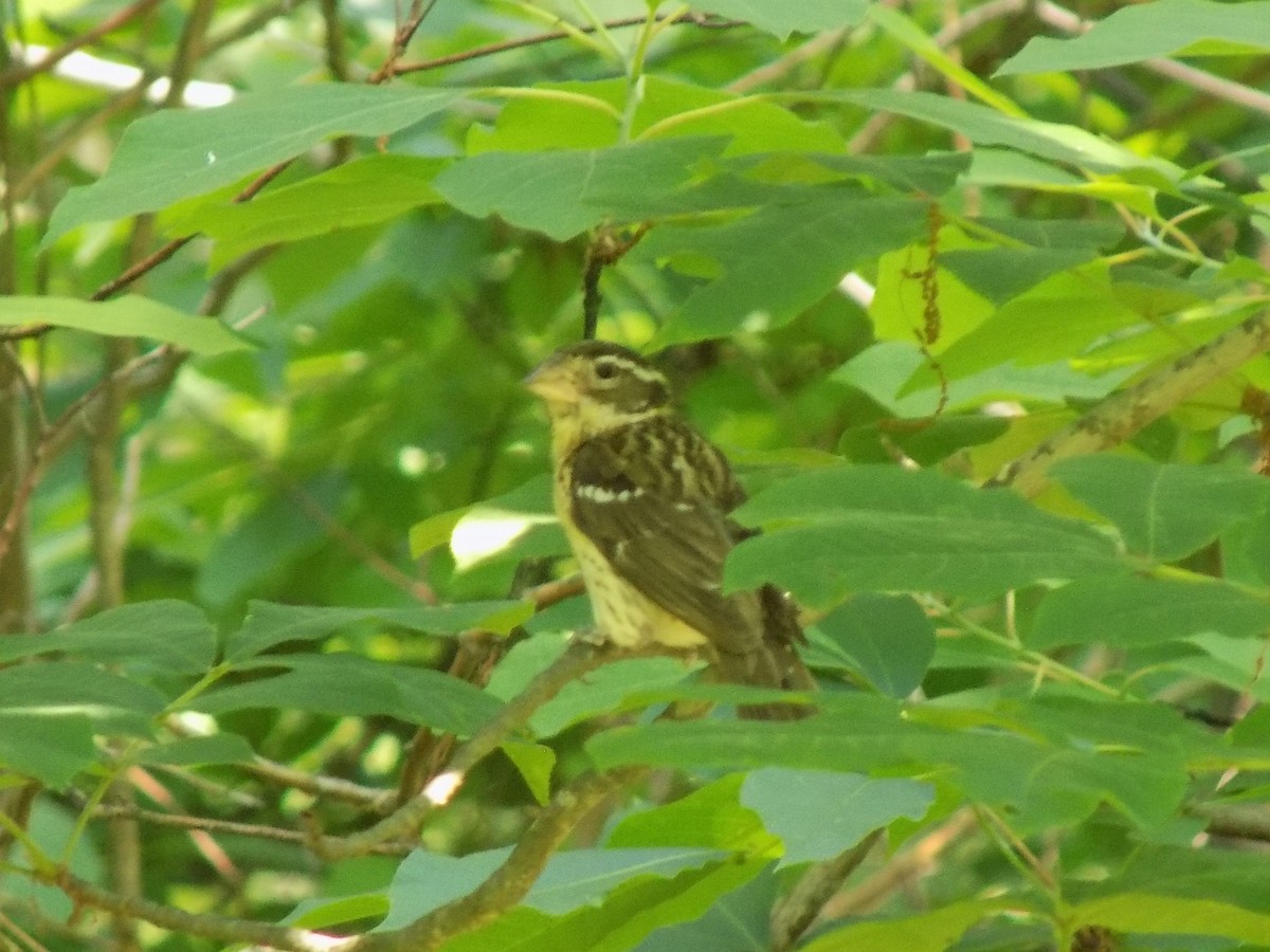 Rose-breasted Grosbeak - ML463797551