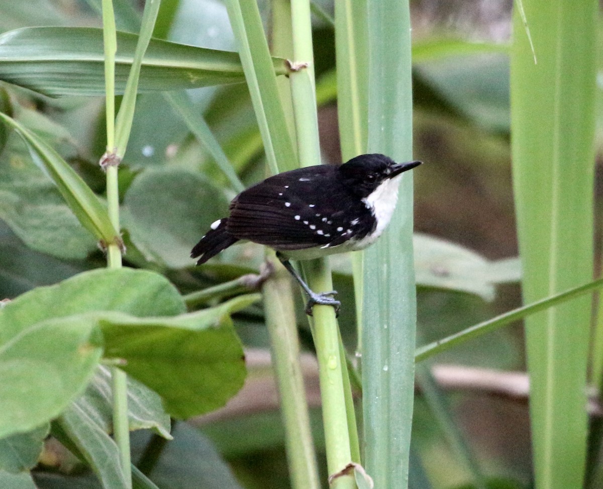 Black-and-white Antbird - ML46379851