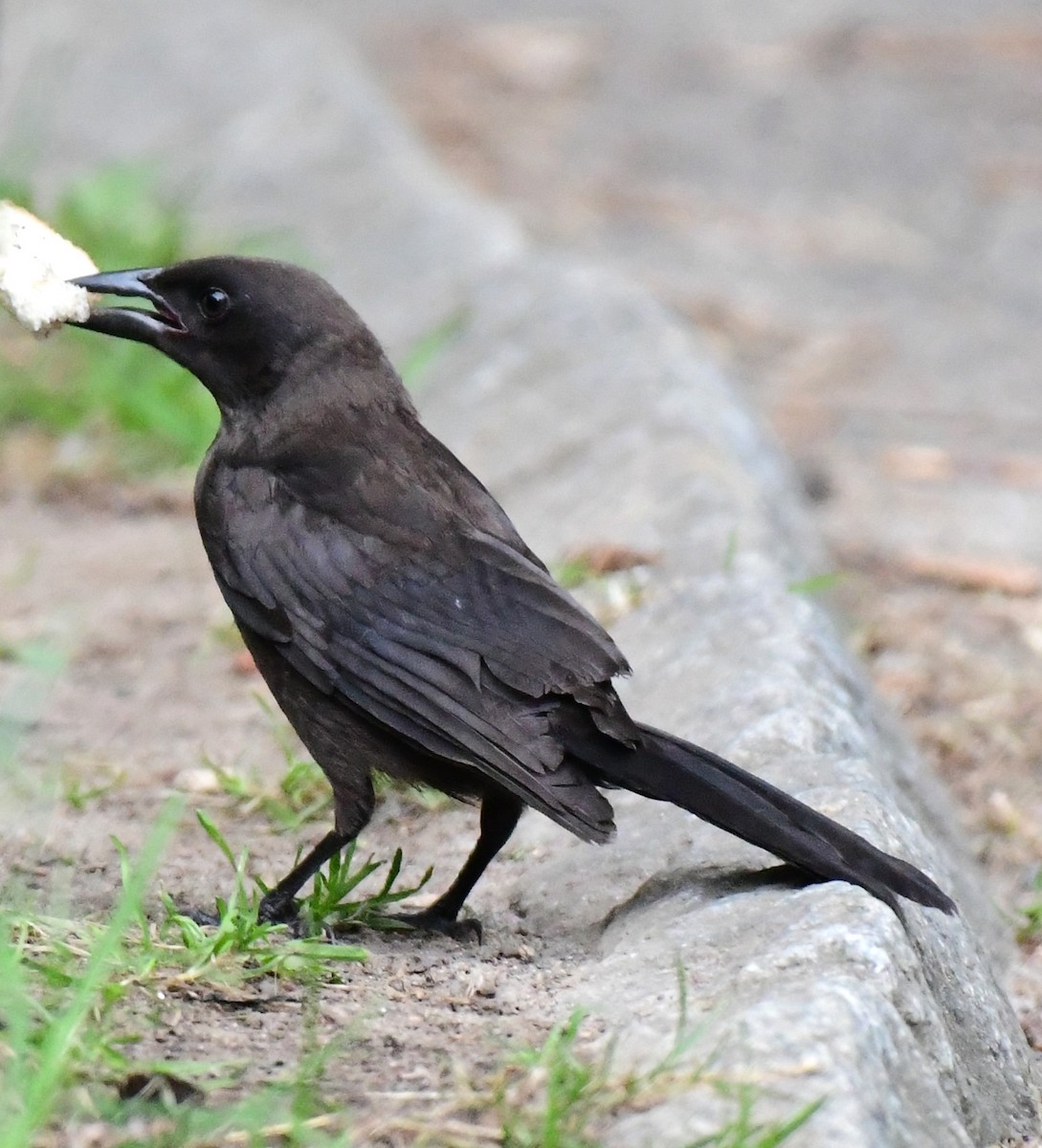 Common Grackle - mike shaw