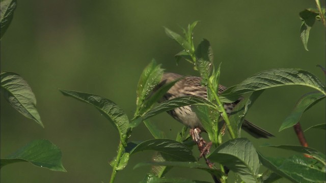 Savannah Sparrow - ML463799