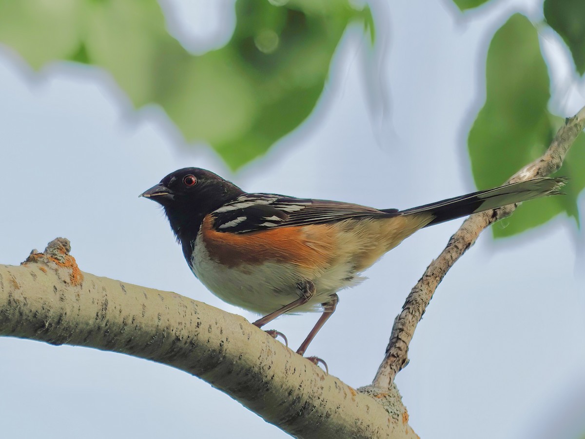 Spotted Towhee - ML463800141