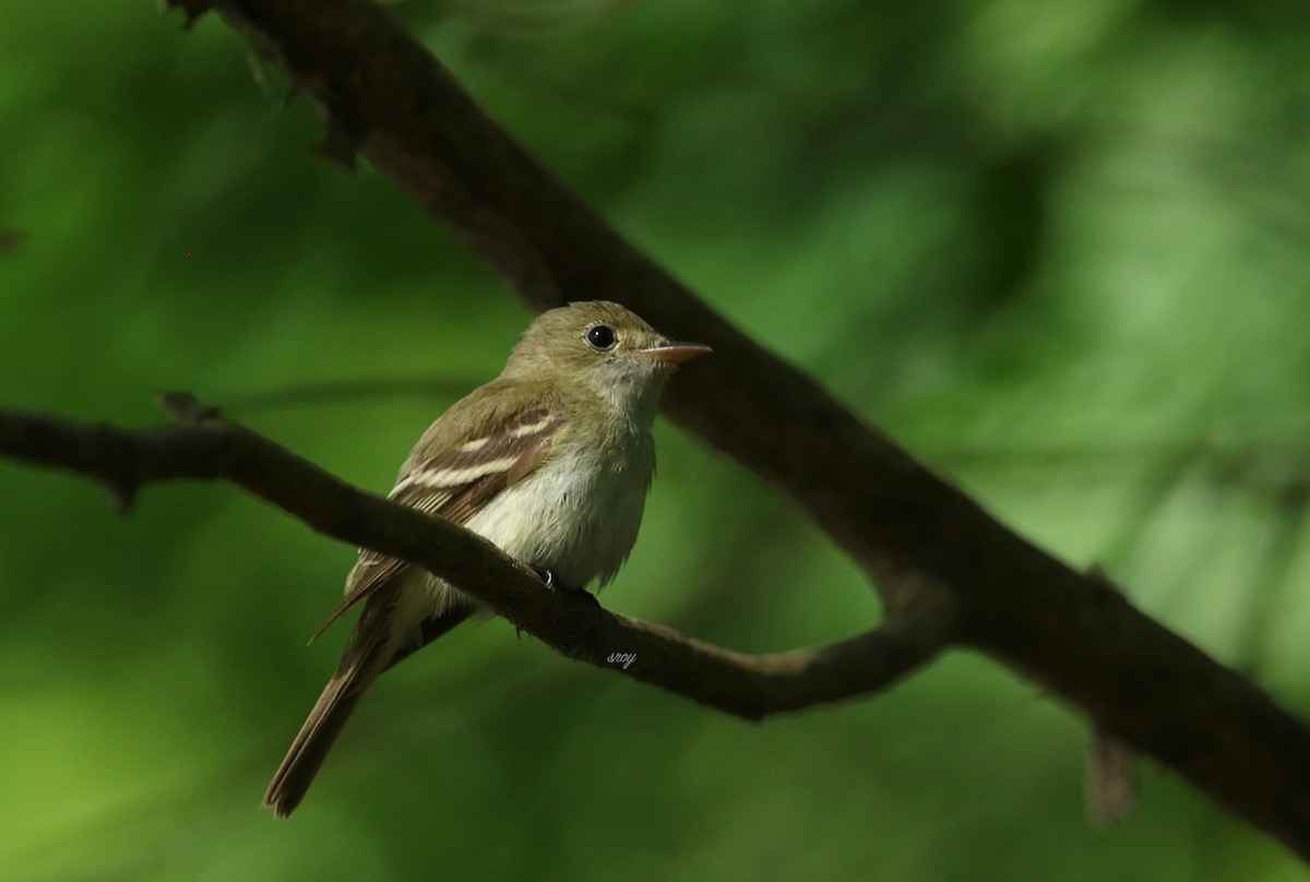 Acadian Flycatcher - ML463800191