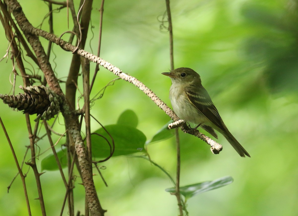 Acadian Flycatcher - ML463800201