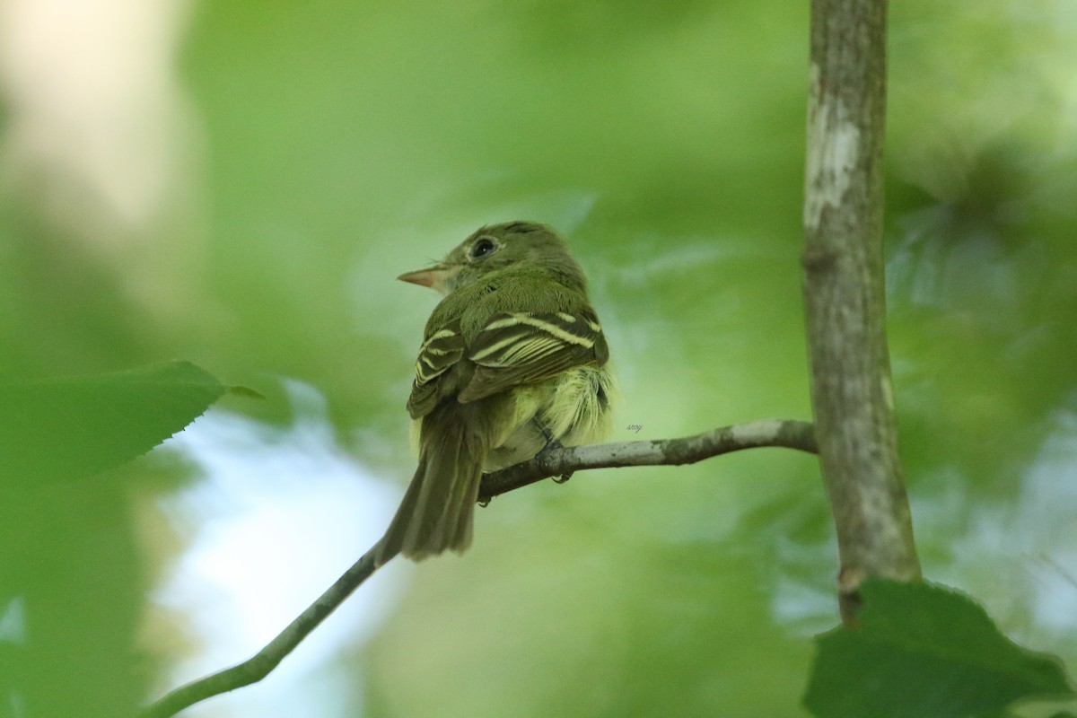 Acadian Flycatcher - ML463800221