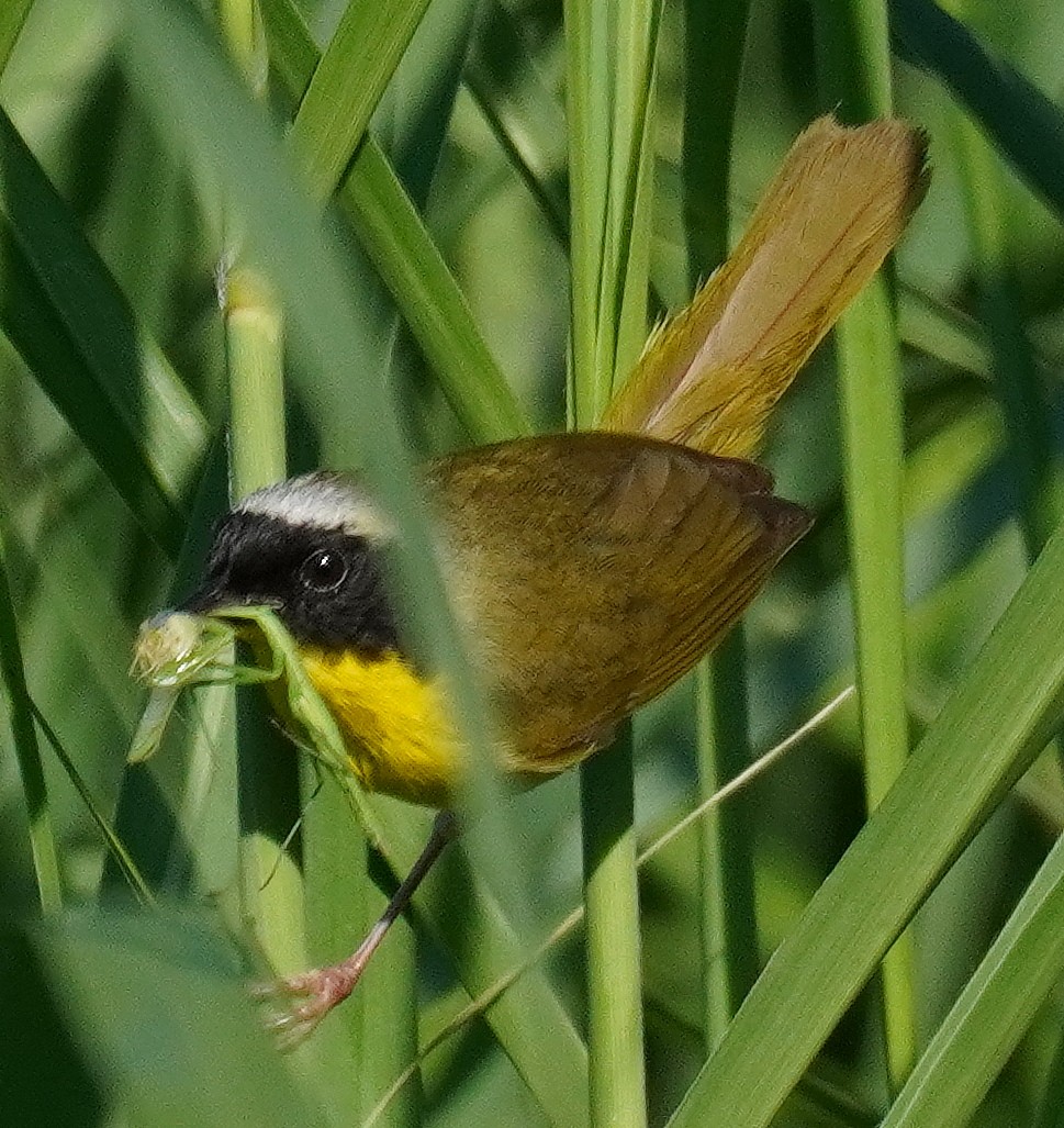 Common Yellowthroat - ML463800391