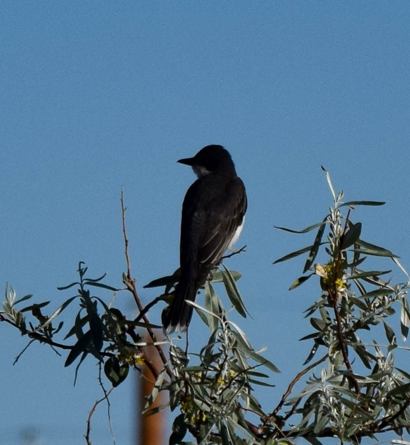 Eastern Kingbird - ML463800841