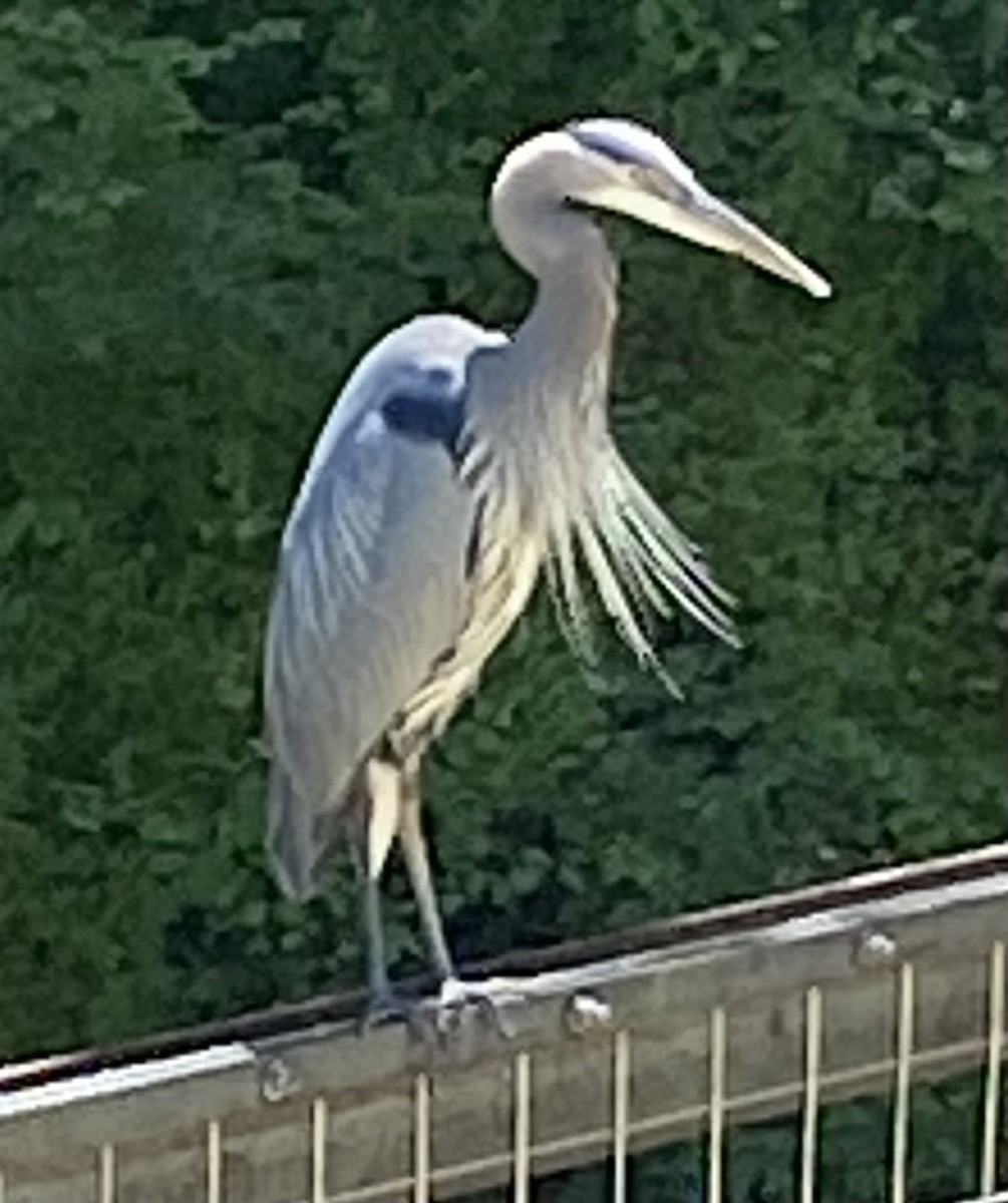 Great Blue Heron (Great Blue) - ML463801661