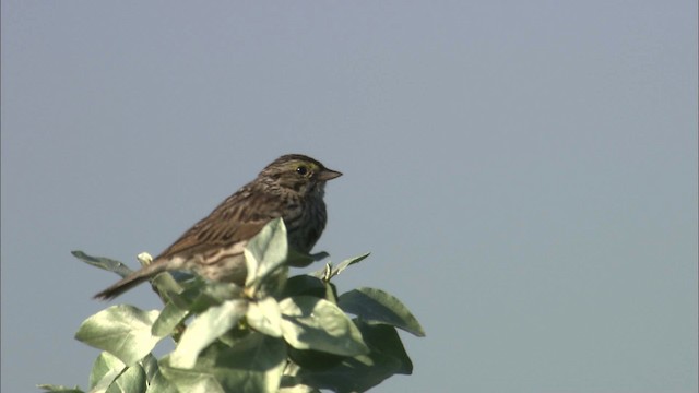 Savannah Sparrow - ML463802