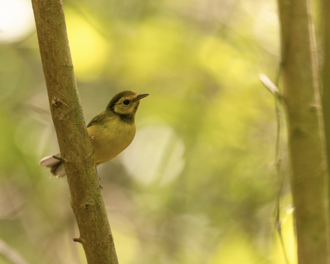 Hooded Warbler - ML463802511