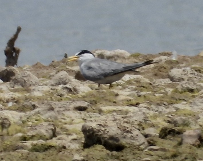 Least Tern - Christopher Daniels