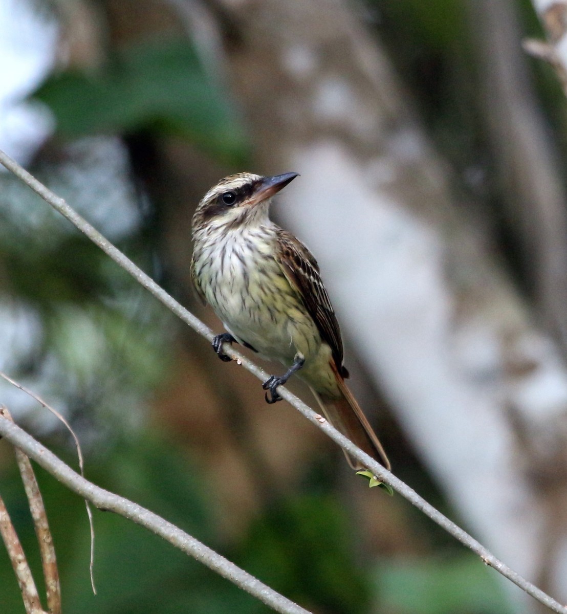 Streaked Flycatcher - John Drummond