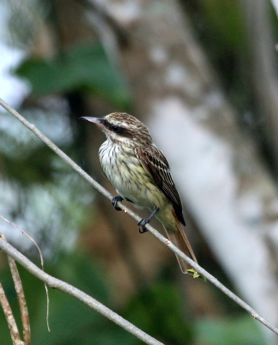 Streaked Flycatcher - ML46380381