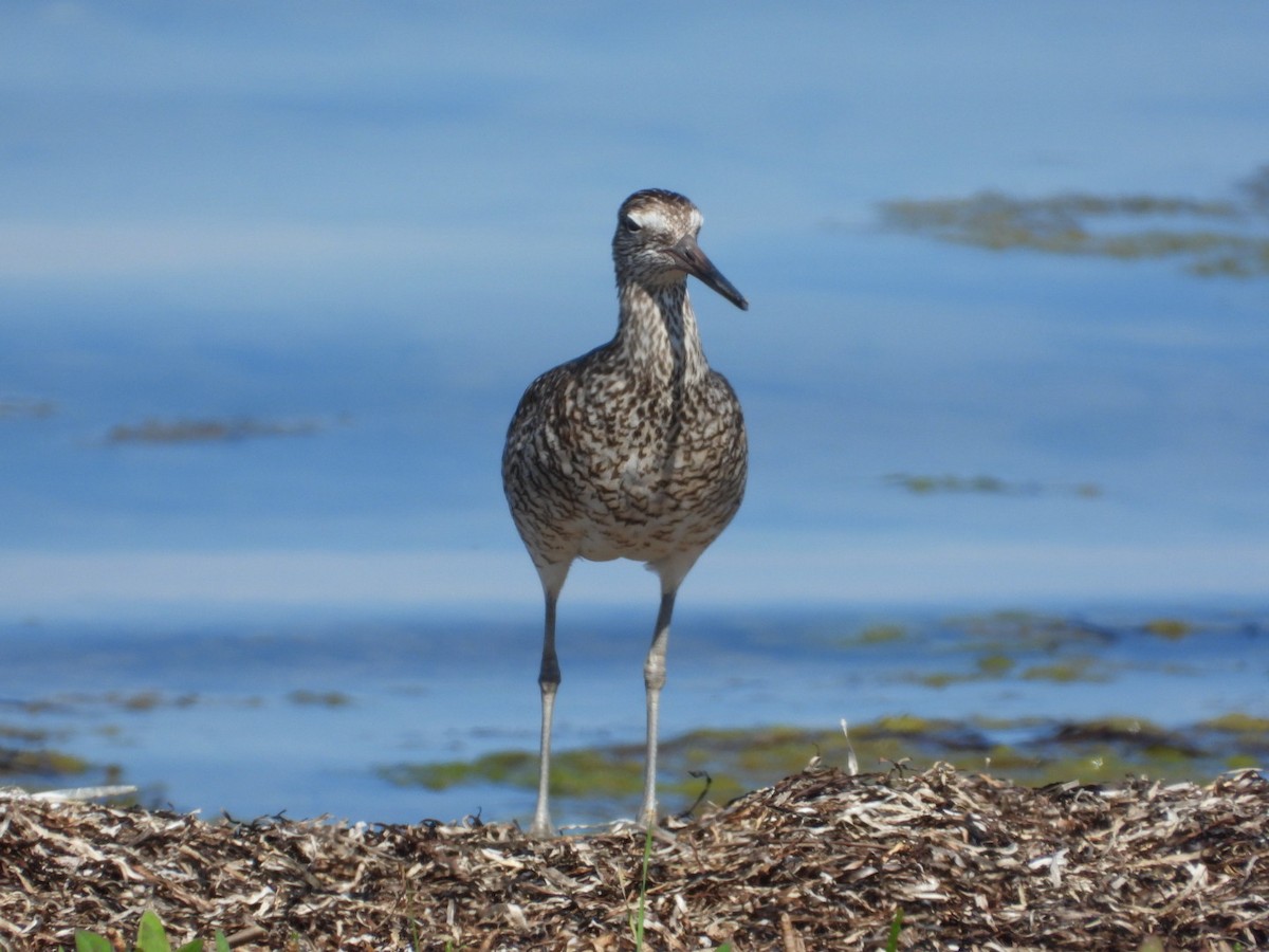 Willet - Manon Guglia