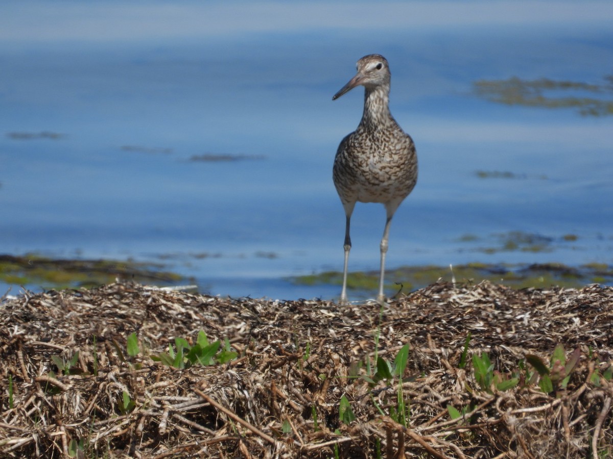 Willet - ML463803981