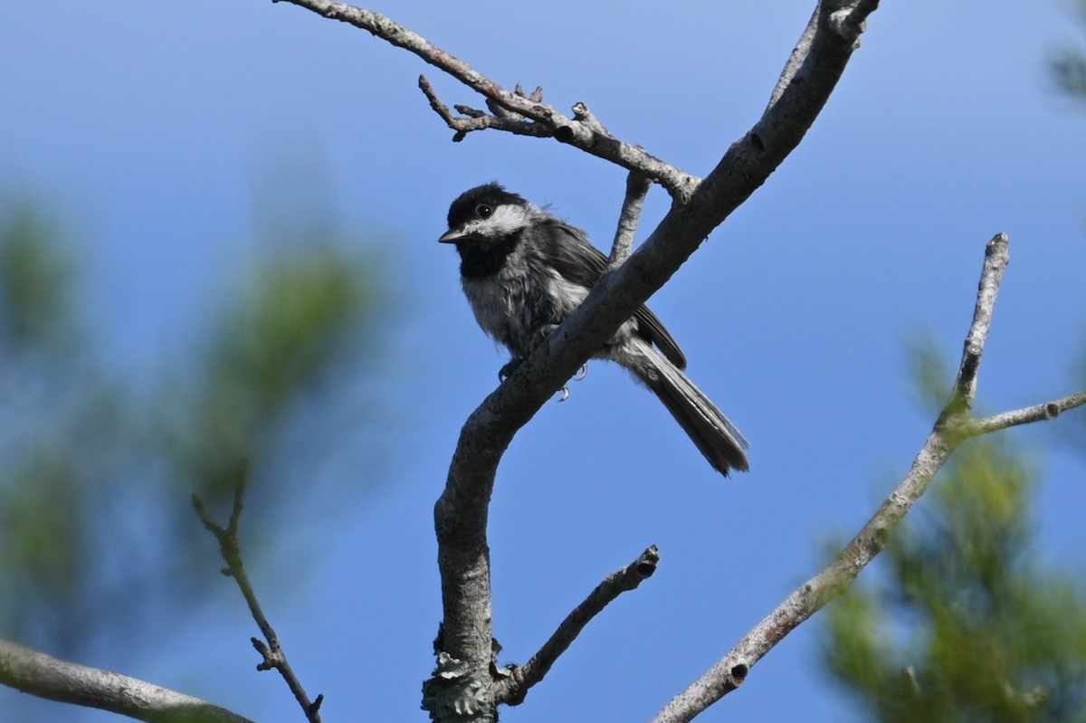 Carolina Chickadee - ML463804891