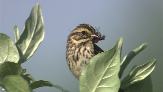 Savannah Sparrow - ML463806