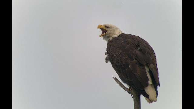 Weißkopf-Seeadler - ML463806751