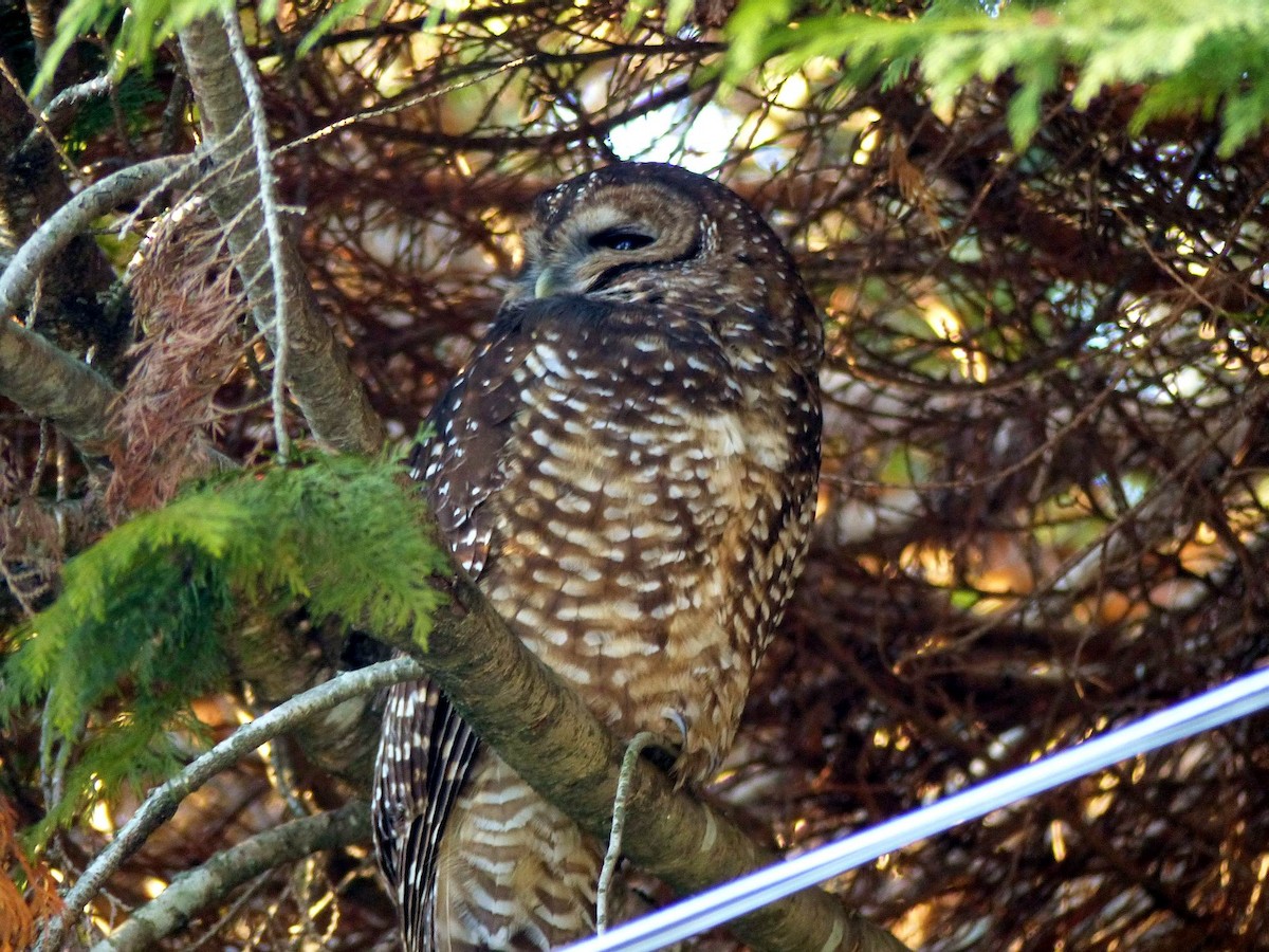 Spotted Owl (Northern) - Hendrik Herlyn
