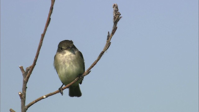 Alder Flycatcher - ML463808