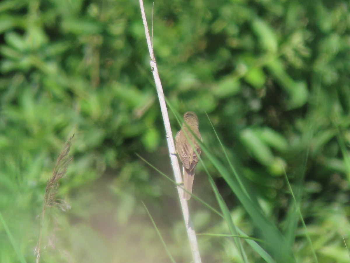 Marsh Warbler - ML463808461