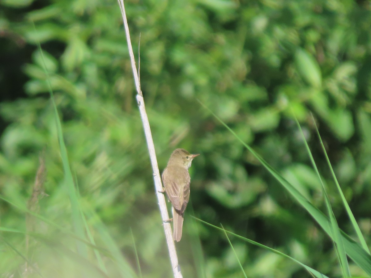 Marsh Warbler - ML463808481