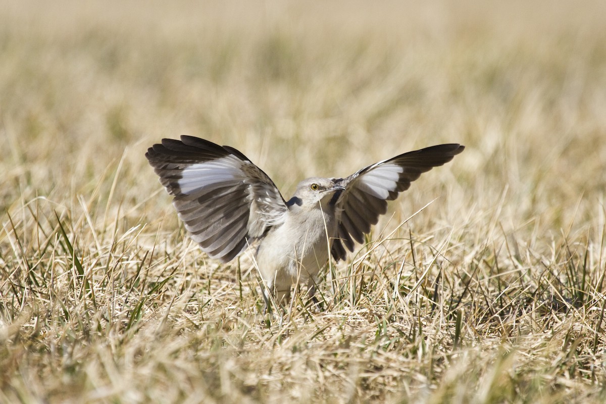 Northern Mockingbird - Gordon Dimmig