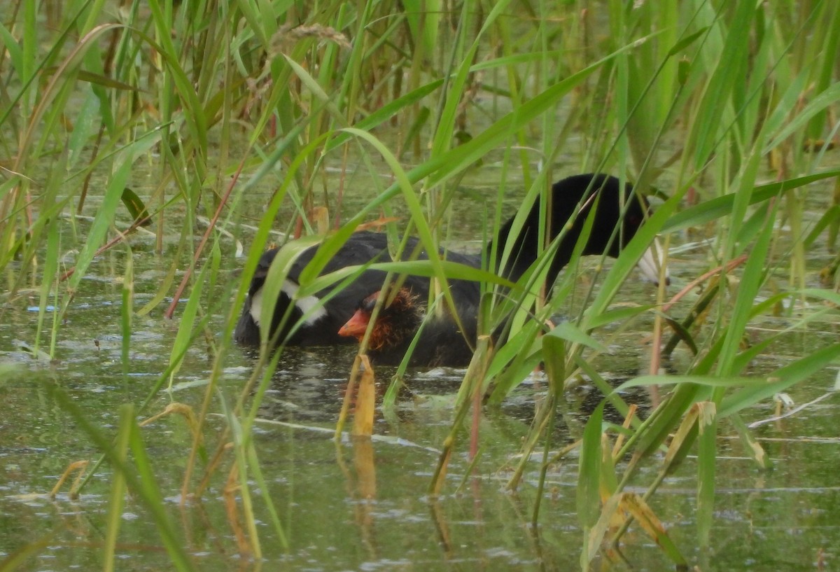 American Coot - ML463808831