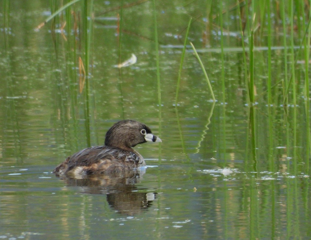 Pied-billed Grebe - Marc-Andre Beaucher